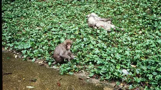 ¿Lloran los macacos a sus seres queridos muertos como lo hacen los humanos?