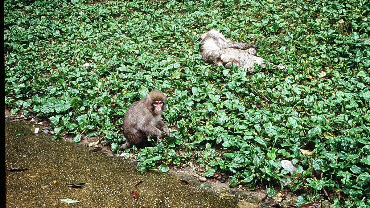 ¿Lloran los macacos a sus seres queridos muertos como lo hacen los humanos?
