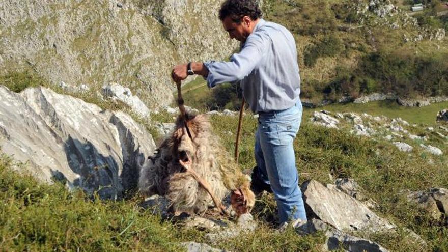 Un ganadero muestra el cadáver de una oveja devorada por los lobos en el monte Llosorio.