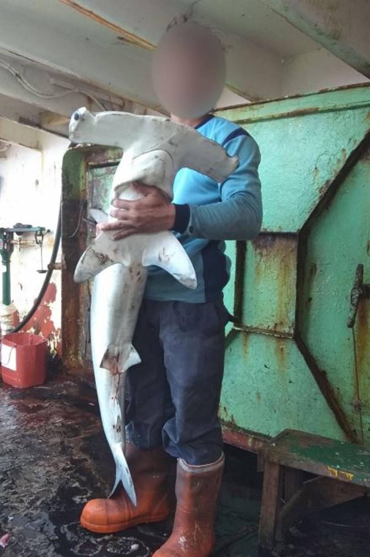 Un pescador sostiene un tiburón martillo juvenil a bordo de una embarcación asiática.