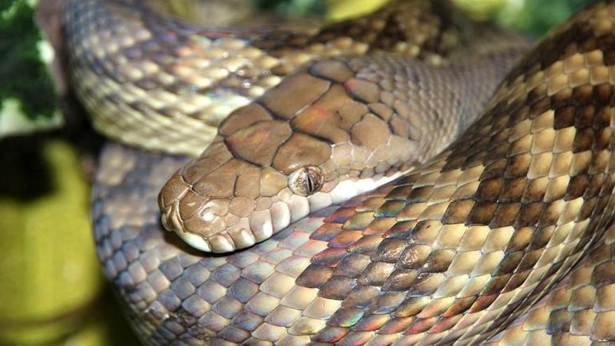 Una serp pitó es menja una dona a Indonèsia
