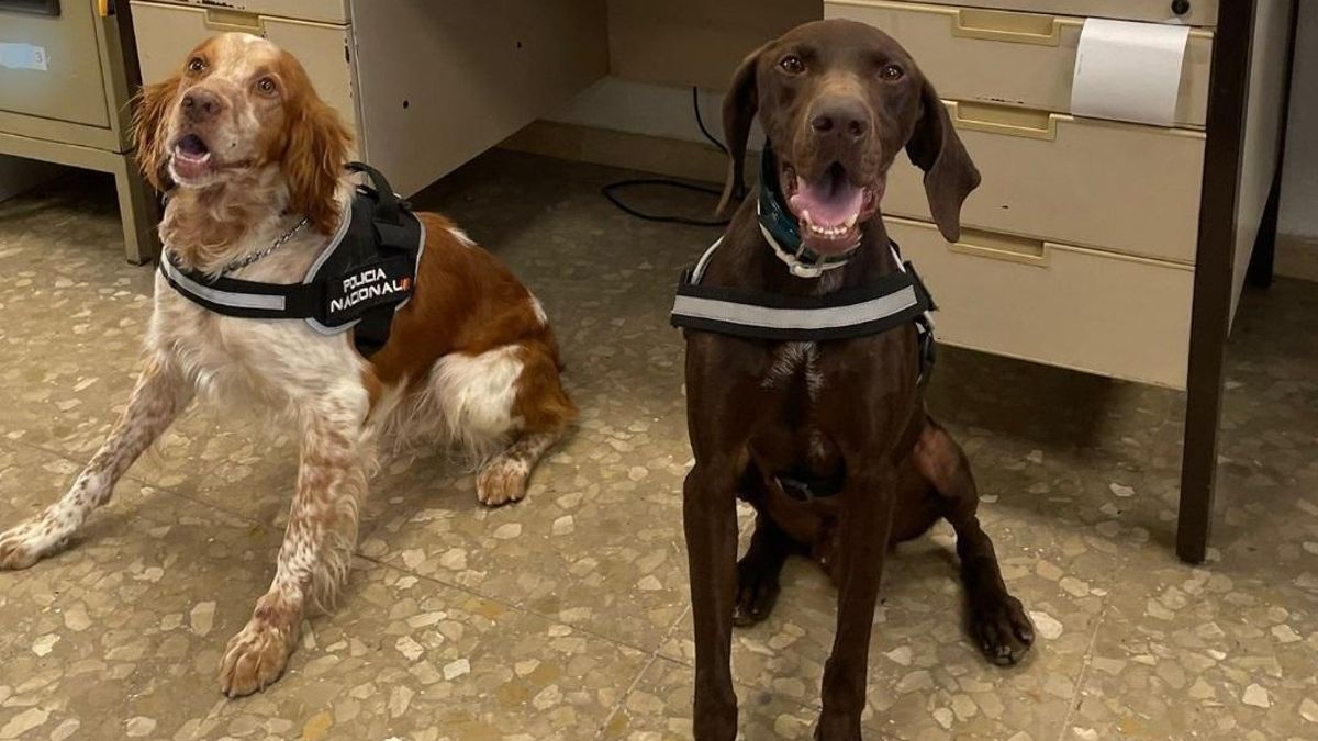 Isco y Cronos, perros policía de Málaga.