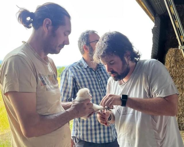 L'anellament d'una de les òlives