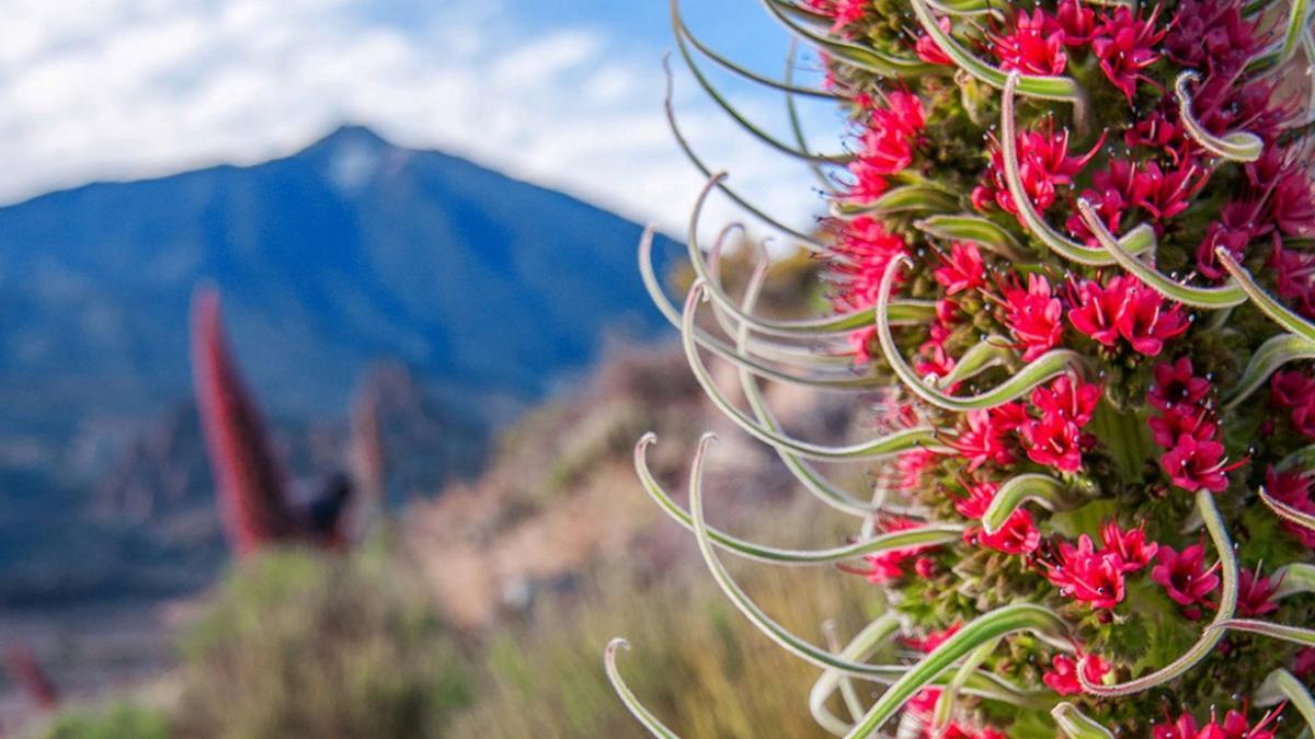 El tiempo prevé cielos con calima en altura el sábado en Canarias. En la imagen, tajinastes rojos y al fondo, El Teide.