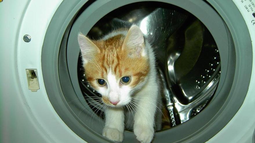 Lavó a su gato en una lavadora