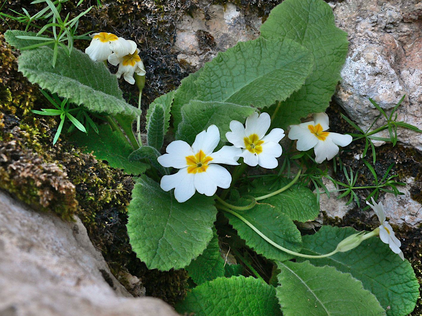 Primula acaulis.jpg