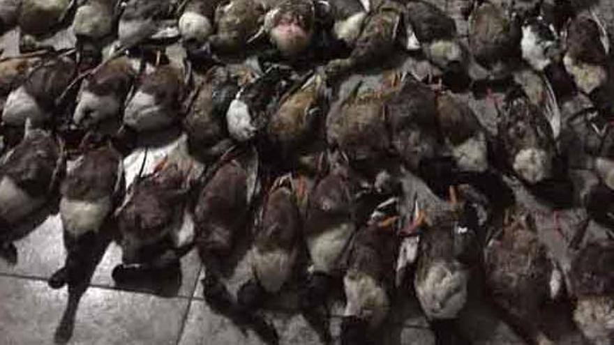 Ecologistas denuncian al Síndic falta de información sobre la caza en El Hondo