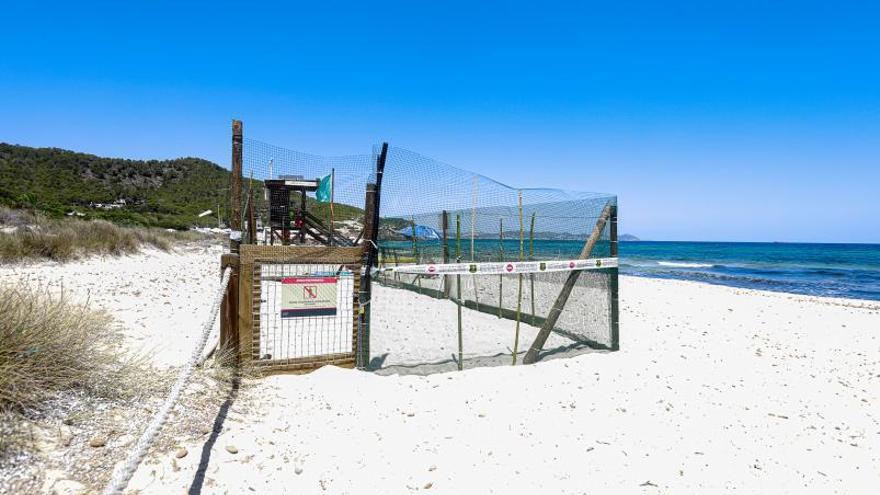 Es Figueral, escenario del primer desove de tortugas de este año en Ibiza