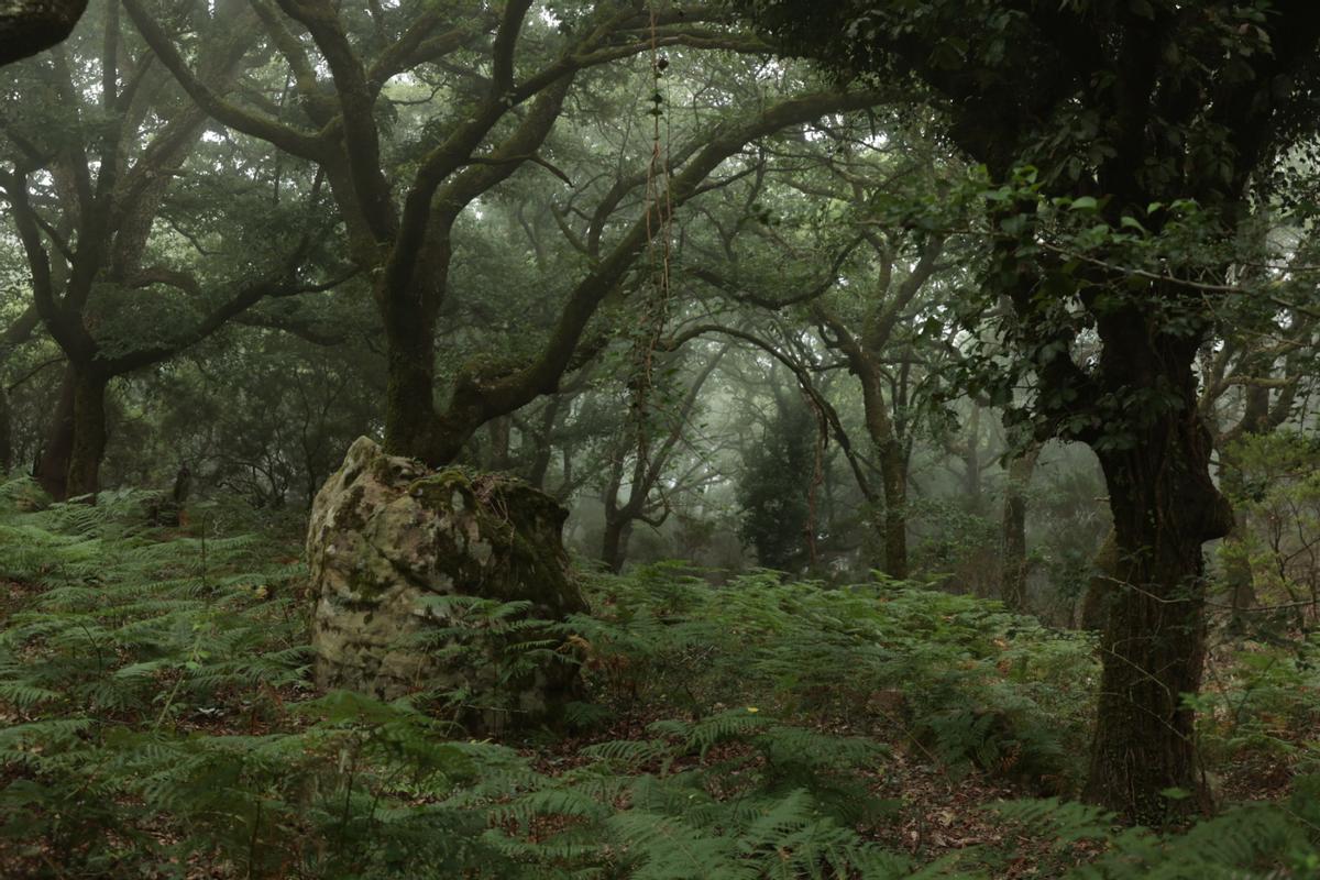 Imágenes del Bosque de Niebla del Parque Natural de Los Alcornocales,