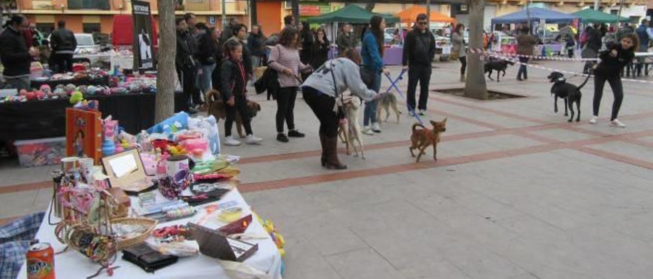 María Ros aúna cultura, animales y solidaridad