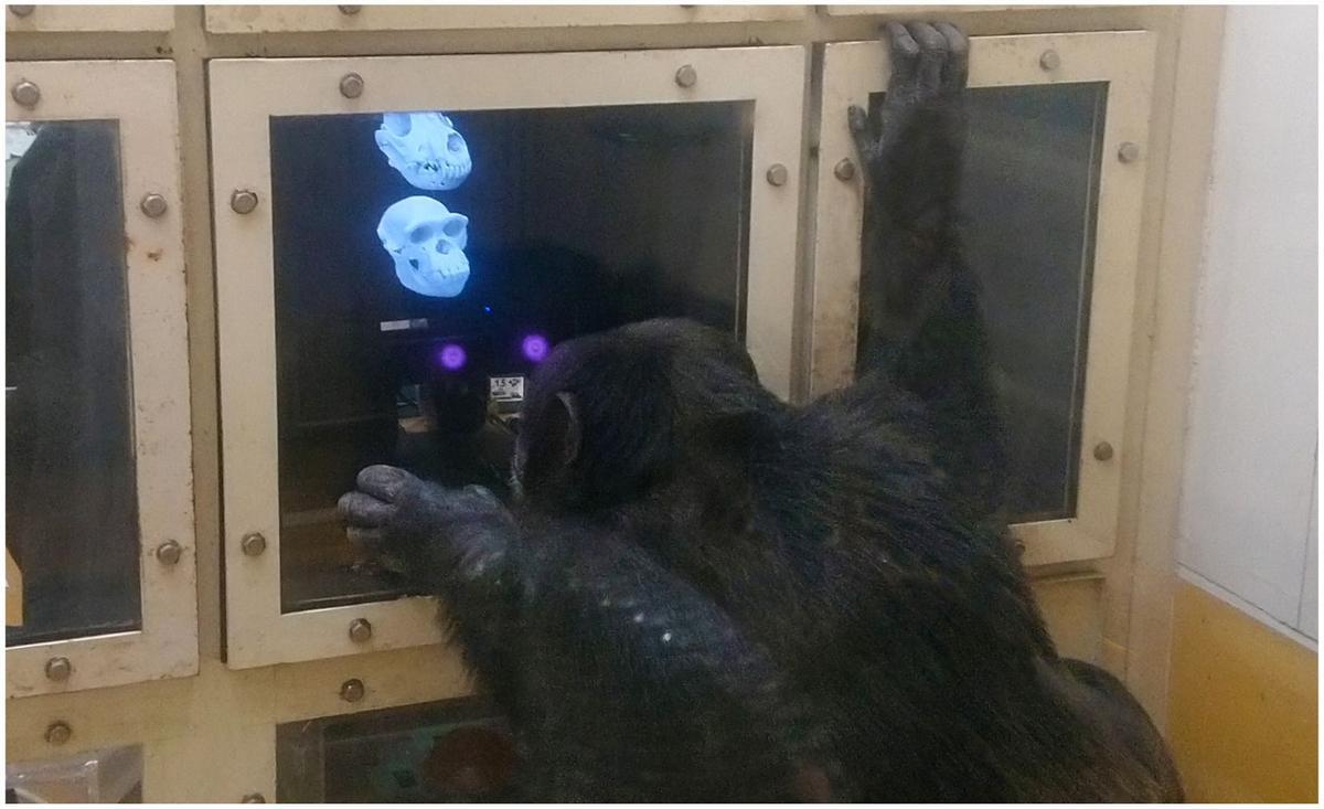 Un chimpancé de prueba realizando una sesión de seguimiento ocular en la cabina experimental.