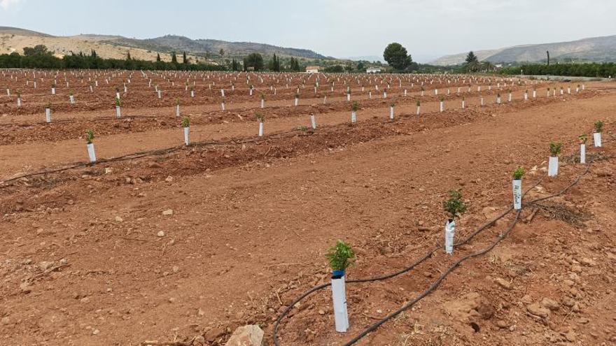 Una nueva plantación de cítricos en un campo del término municipal de Cotes. | FERMÍN GARCÍA