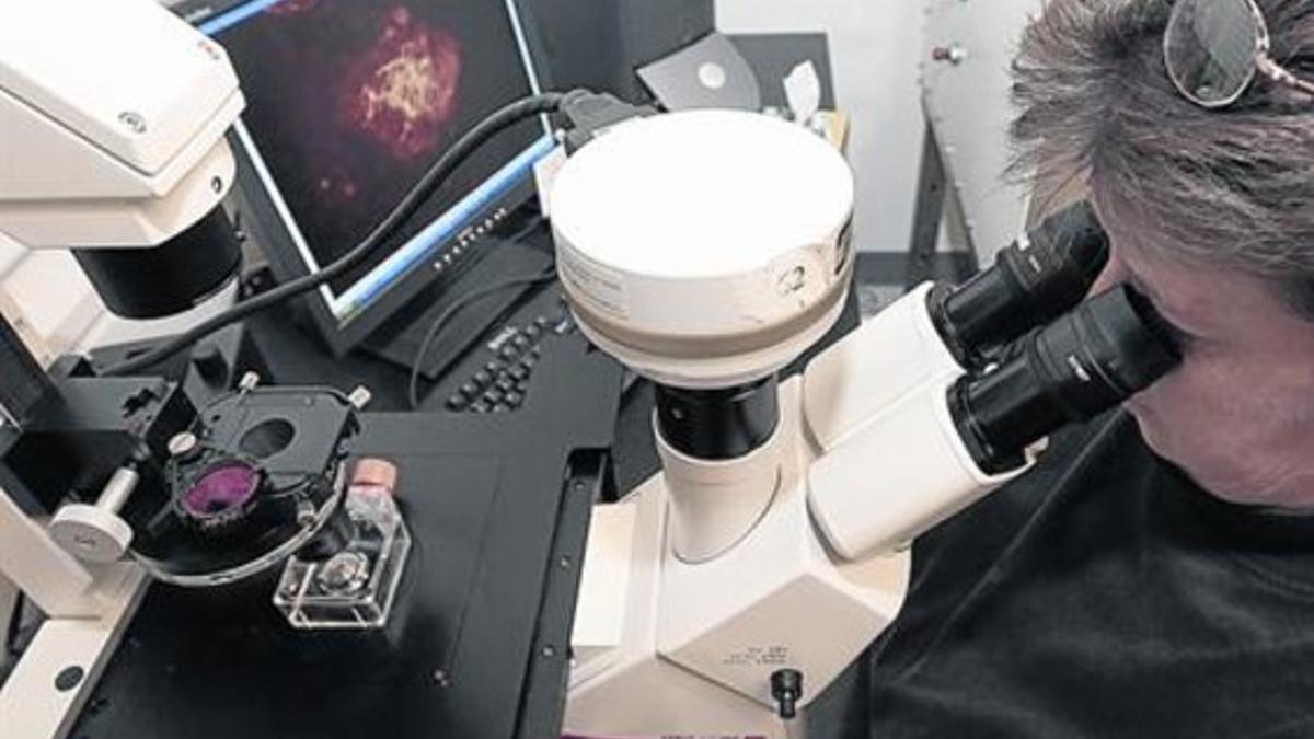 Una investigadora observa a través de un microscopio.