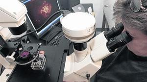 Una investigadora de la Universitat de Michigan observa a través del microscopi.