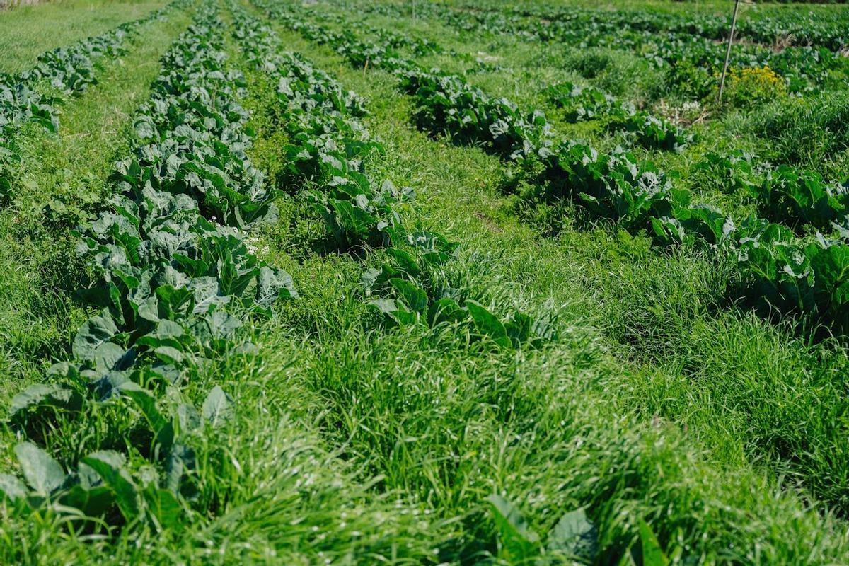 Mantener la cobertura vegetal natural ayuda a proteger el suelo