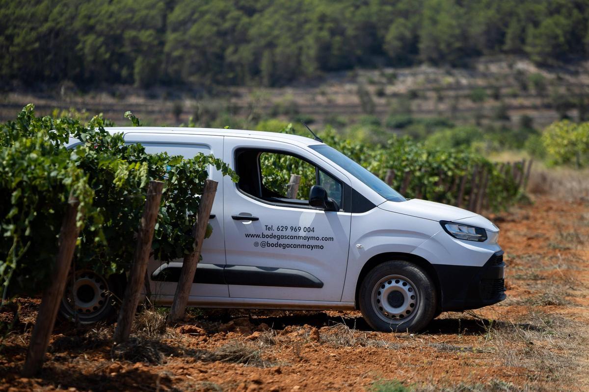 El vino de Ibiza está de enhorabuena esta añada: hasta 80.000 botellas en algunas bodegas