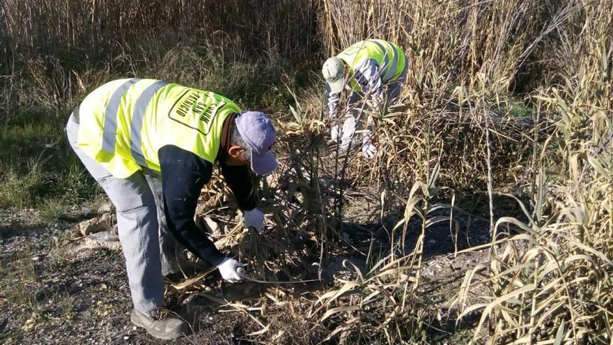 Los operarios de la CHS comenzaron ayer a retirar las cañas invasoras en Cieza.