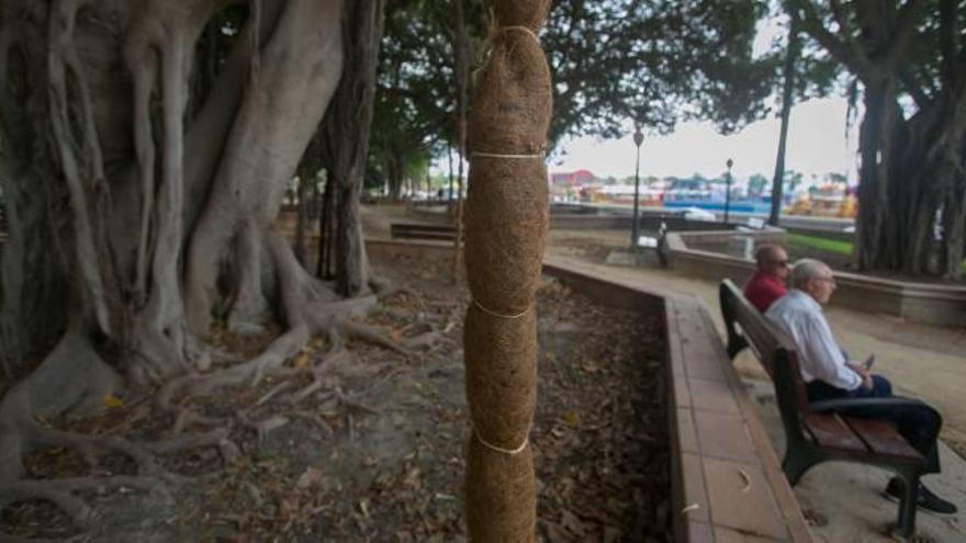 Una de las raíces protegidas con malla de coco para favorecer su crecimiento, en Canalejas.