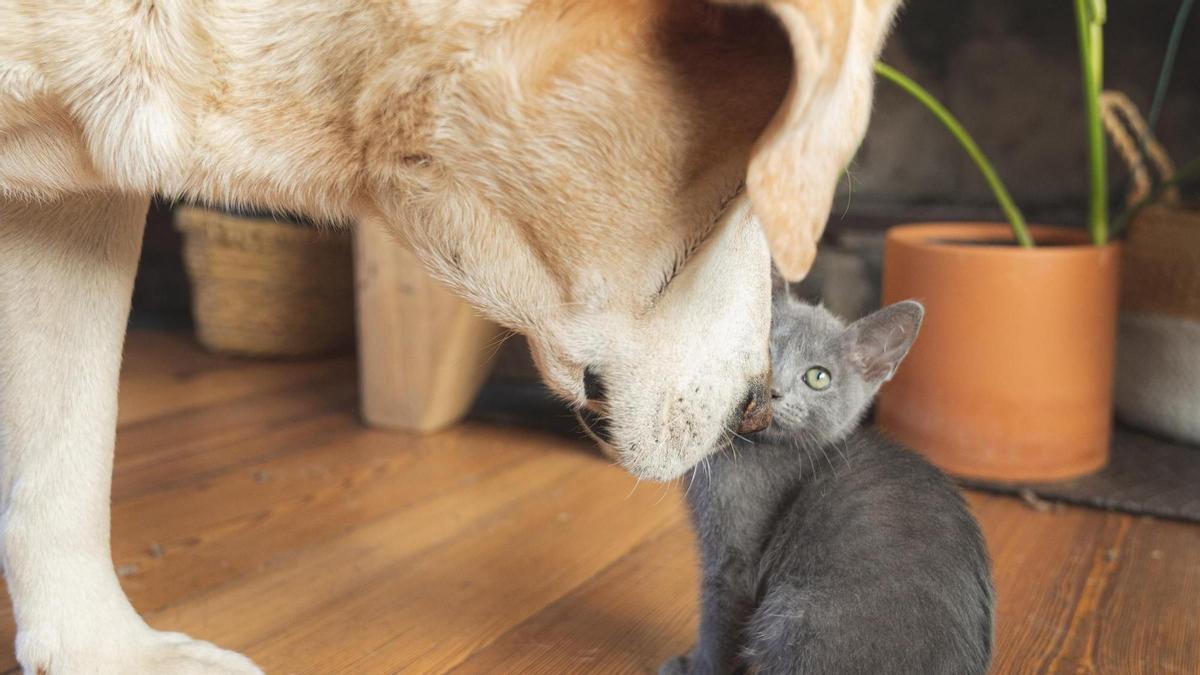 ¿Realmente se odian los perros y los gatos? La verdad que nadie te ha contado
