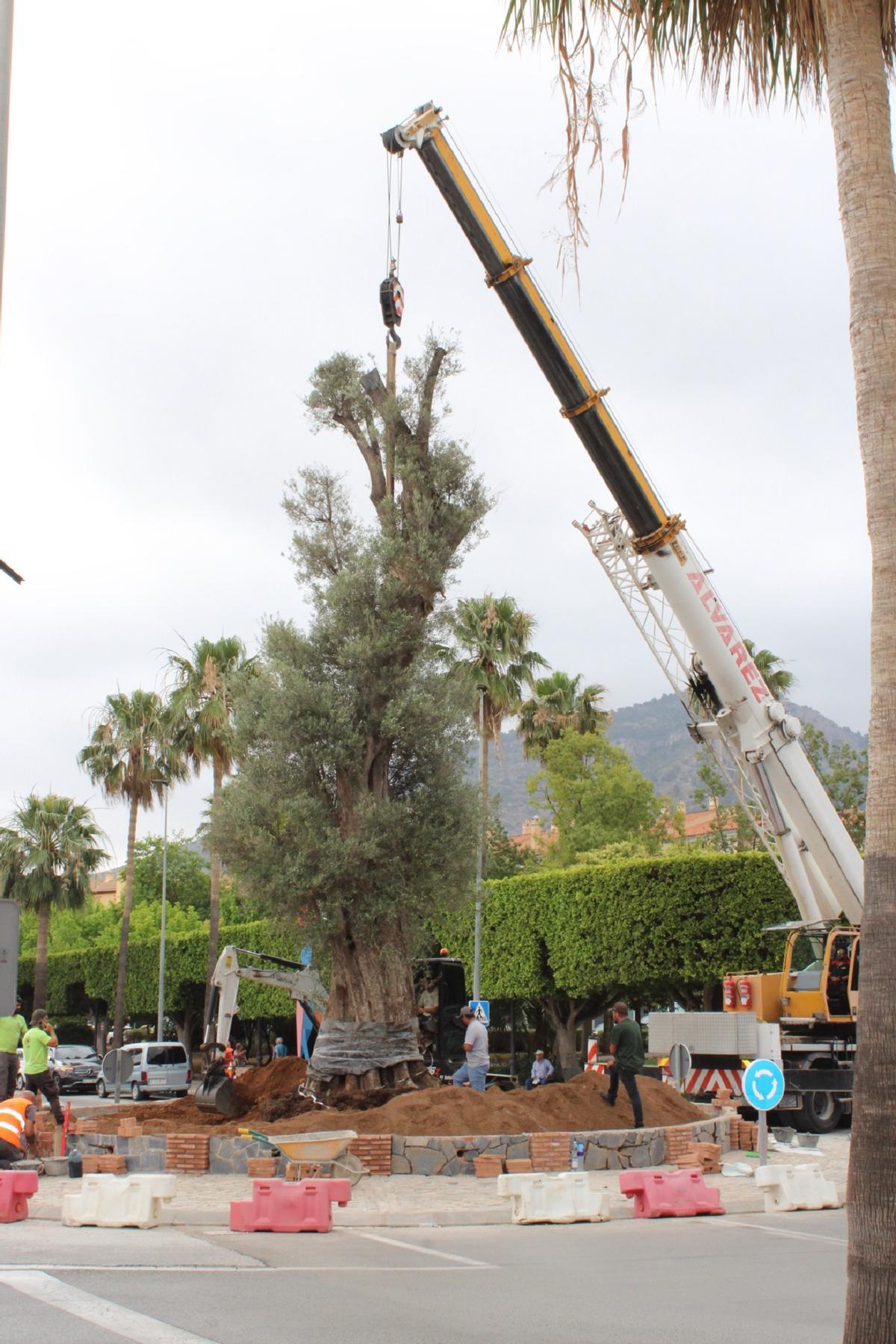 El Consistorio ha necesitado de una grúa de grandes dimensiones para plantar el olivo centenario