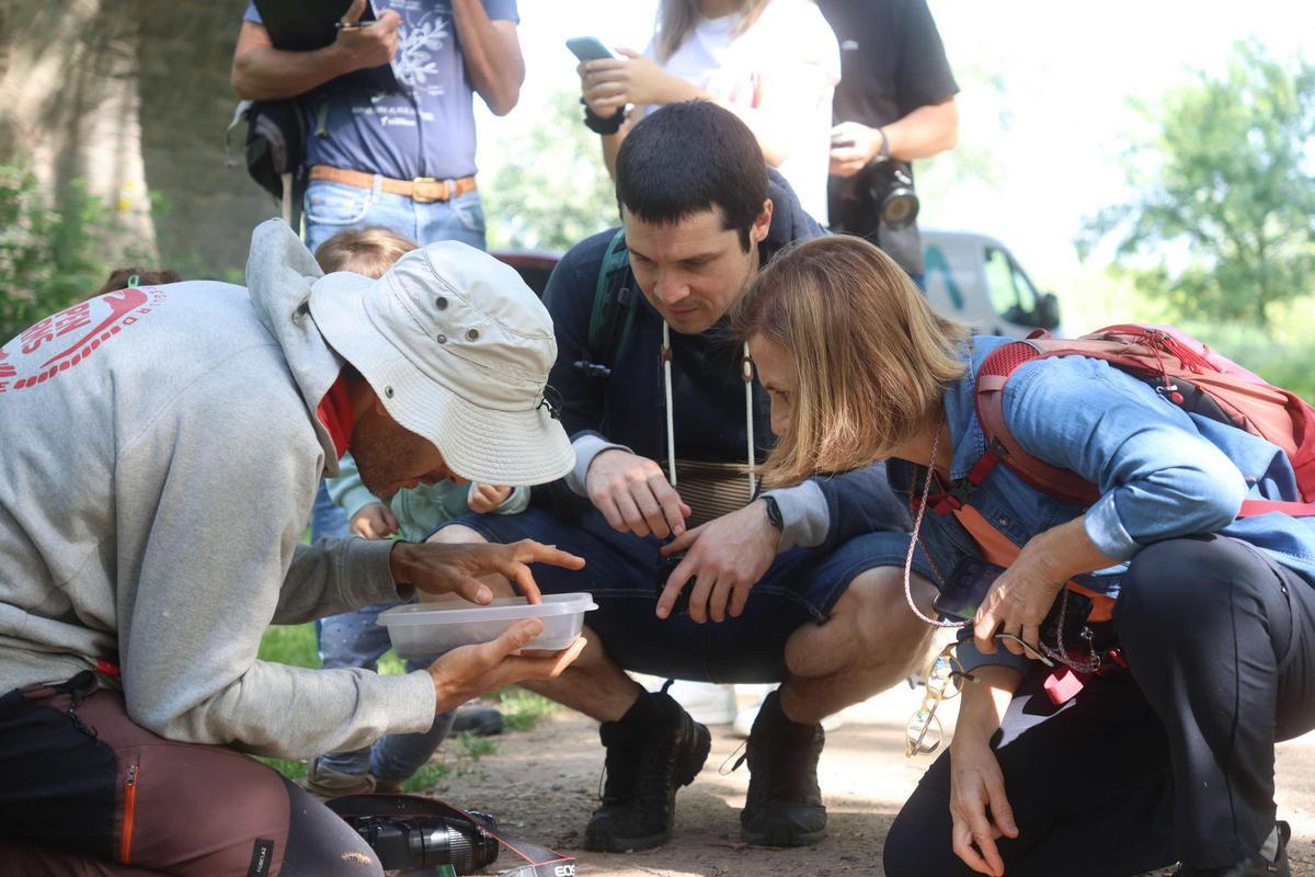 Unes 85 perosnes aficionades a la natura han participat al Bioblitz