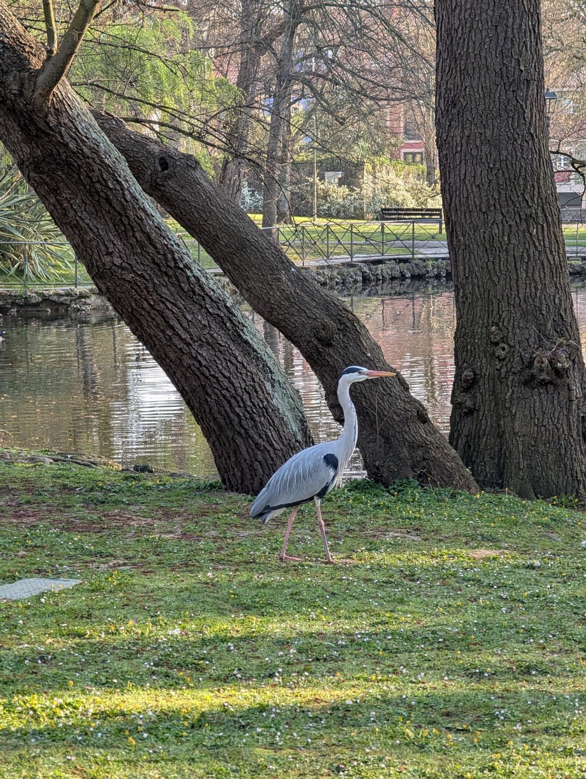 Una garza real en el Ferrera