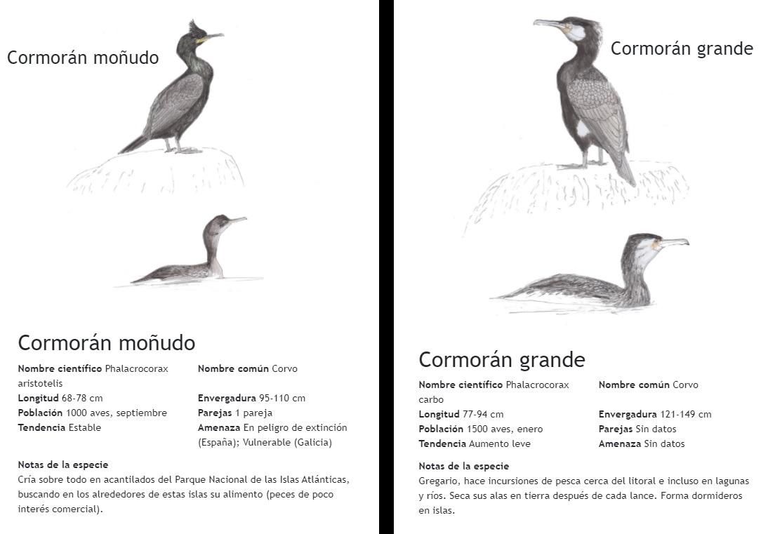 Fichas del PIO que sirven para diferenciar al cormorán moñudo del grande.