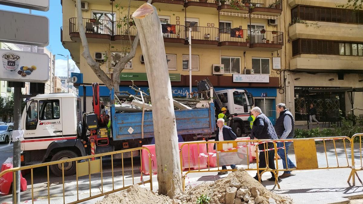 Ejemplar de plátano abatido en la Baixada de l'Estació.