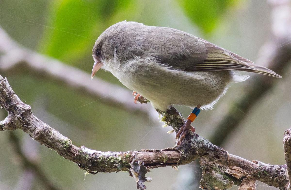 El akikiki, otra de las especies más amenazadas