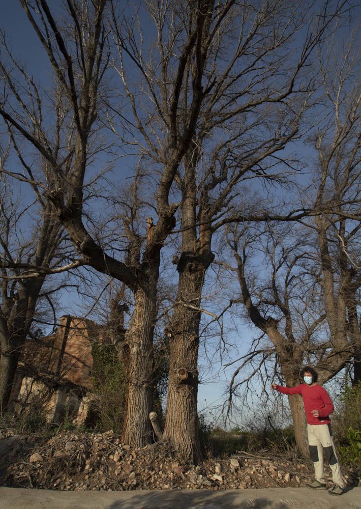 Árboles a proteger en la Vall de Segò.