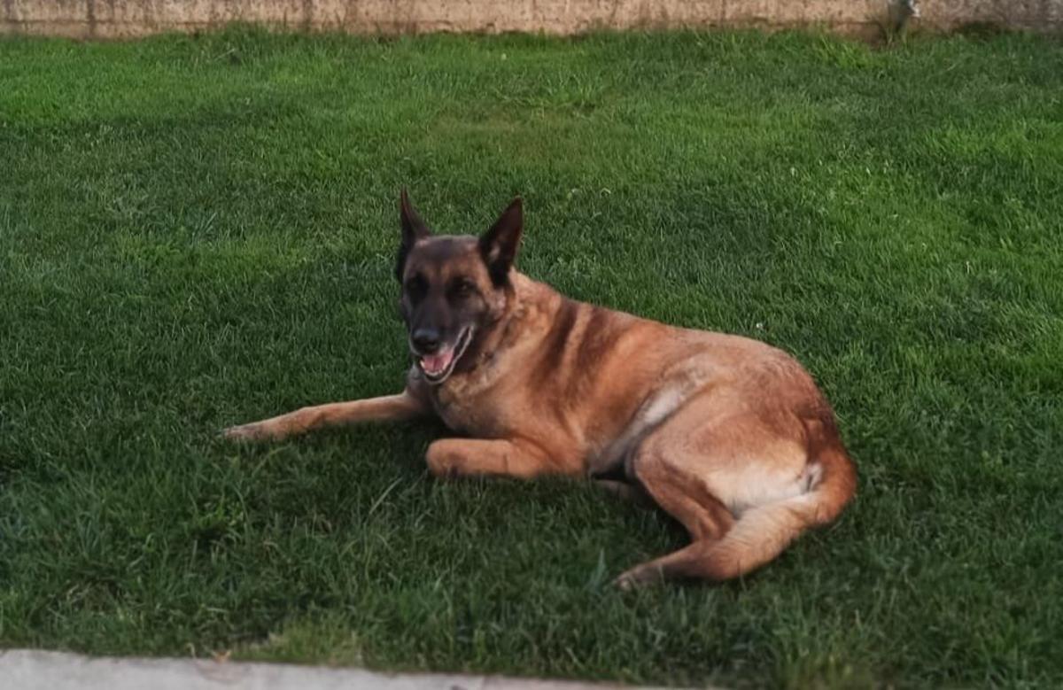 "Kira", la perra extraviada en la zona de Mestas de Con.