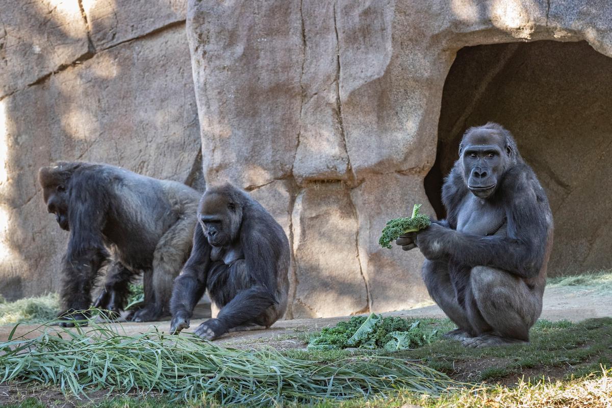 Goril·les del Zoològic de San Diego es contagien de Covid-19