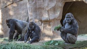 Goril·les d’un zoo d’Atlanta (EUA) donen positiu de Covid