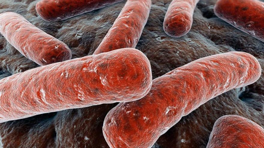 La bacteria ataca a los pulmones