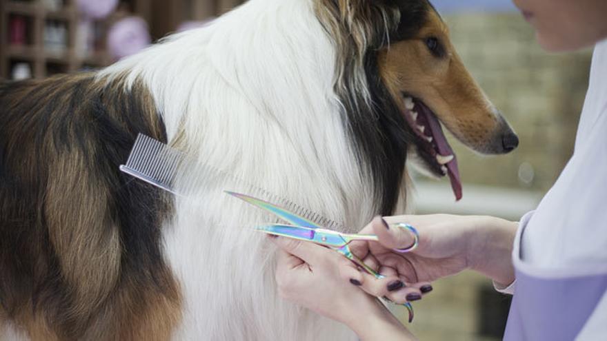 Consejos para cortar el pelo a tu perro  Información