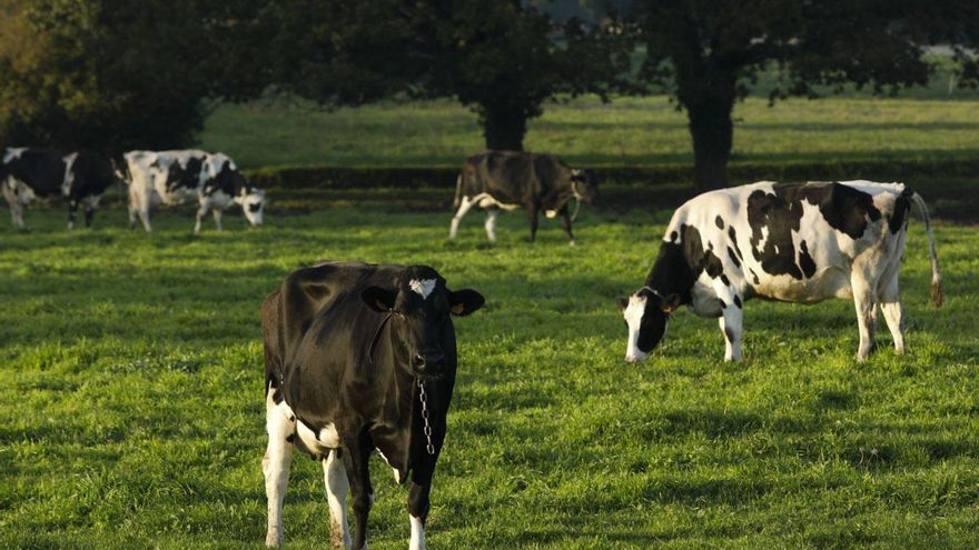 &quot;Blablablá&quot;, el resultado de la última reunión en Madrid para compensar a los ganaderos por el bajo precio de la leche