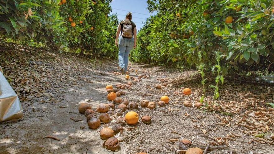 Naranjas sin recoger en la Vega Baja tras una ruinosa campaña por el bajo precio en origen. | TONY SEVILLA