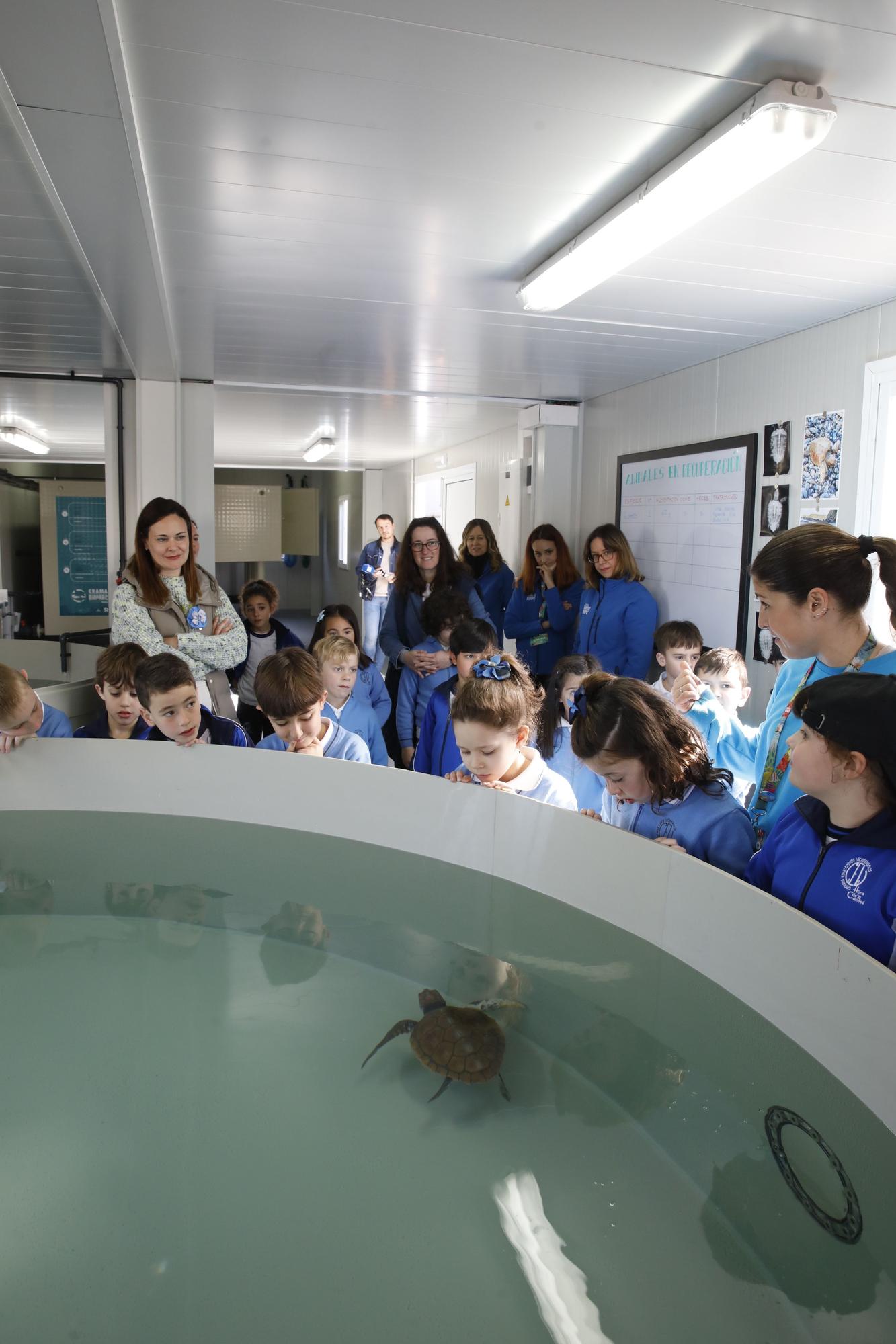 En imágenes: El Acuario de Gijón estrena su nuevo centro de apoyo a la red de varamientos del Principado