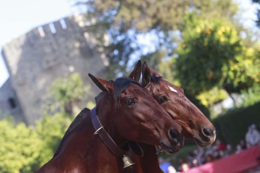 Caballos en el Alcázar