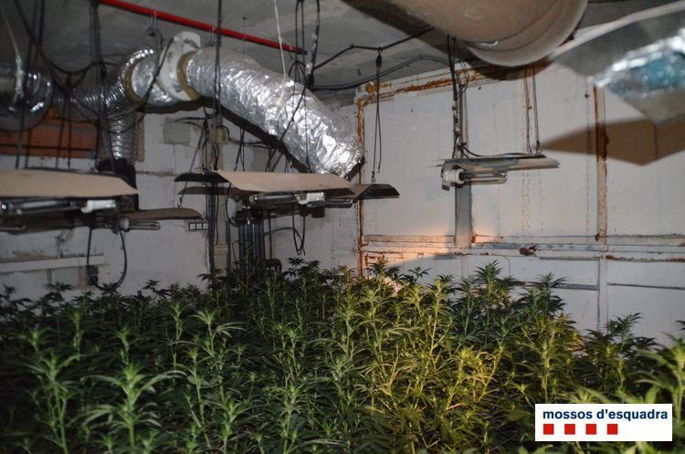 Plantacions de marihuana en dues cases de Caldes de Malavella