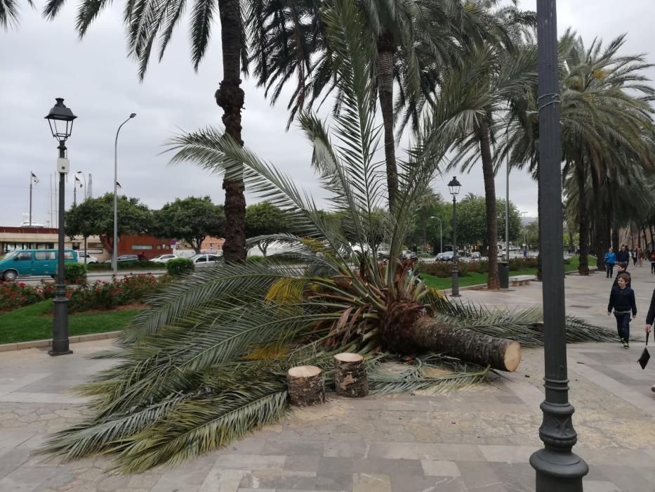 El viento derriba una palmera en Palma