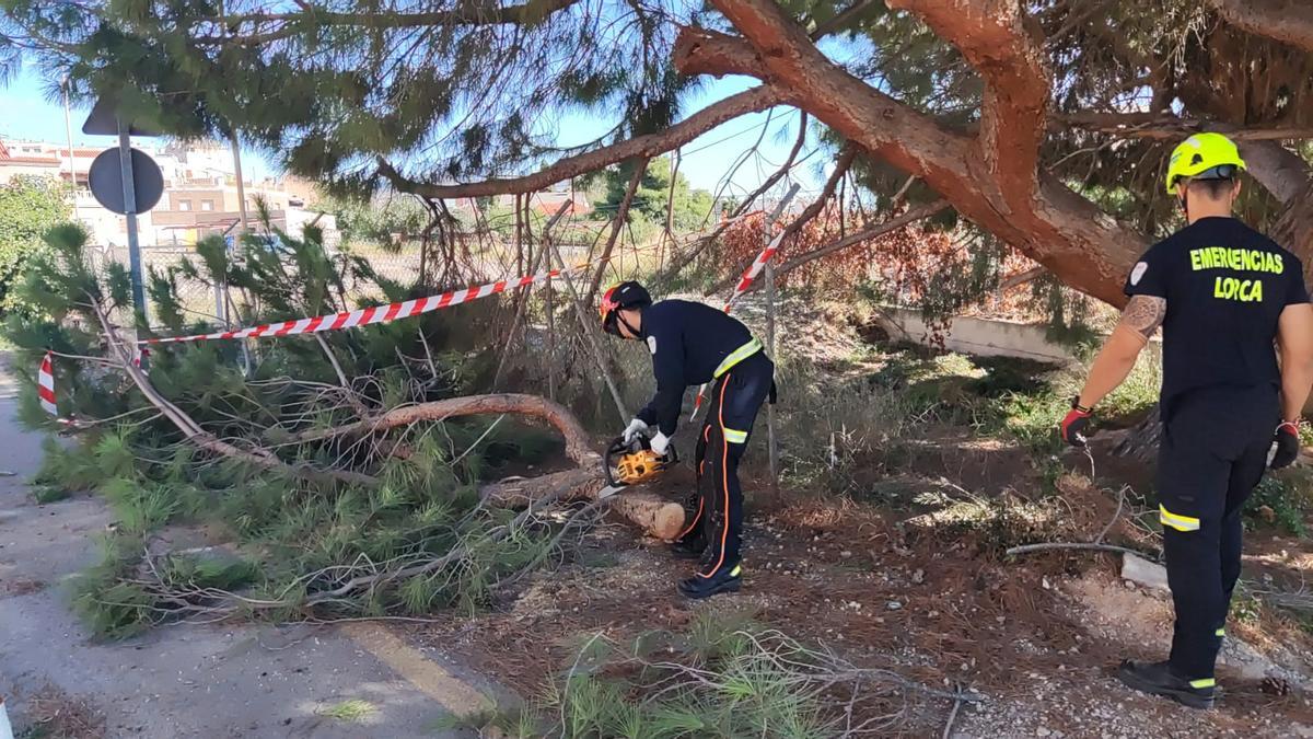Técnicos del Servicio Municipal de Emergencias retiran ramas de un pino dañado por el viento.