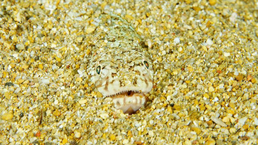 Un ejemplar de pez araña semienterrado en la arena.