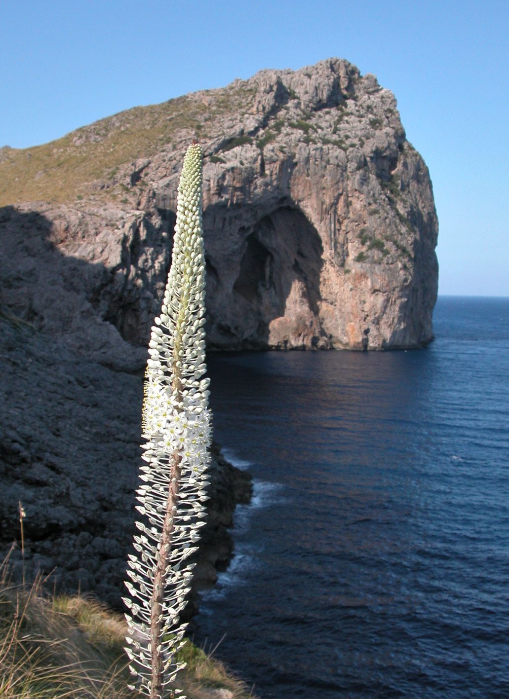 Drimia maritima-Cova de les bruixes.jpg