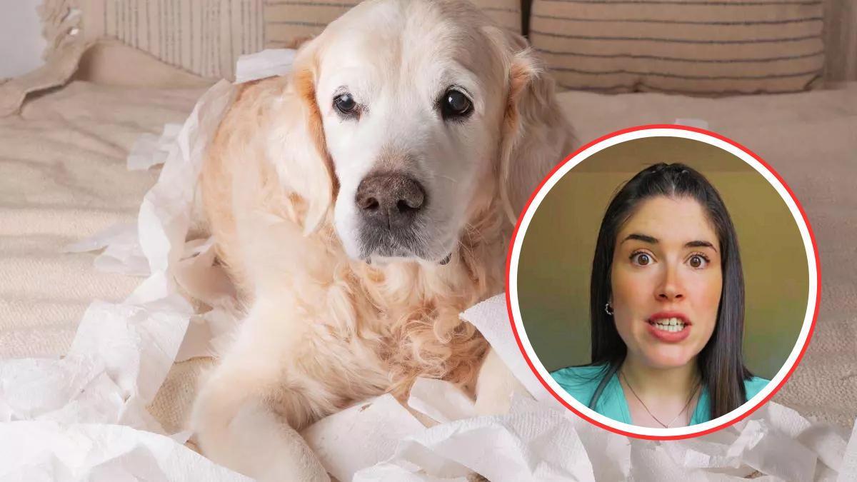 Una veterinaria explica cómo detectar que tu mascota no se encuentra bien.