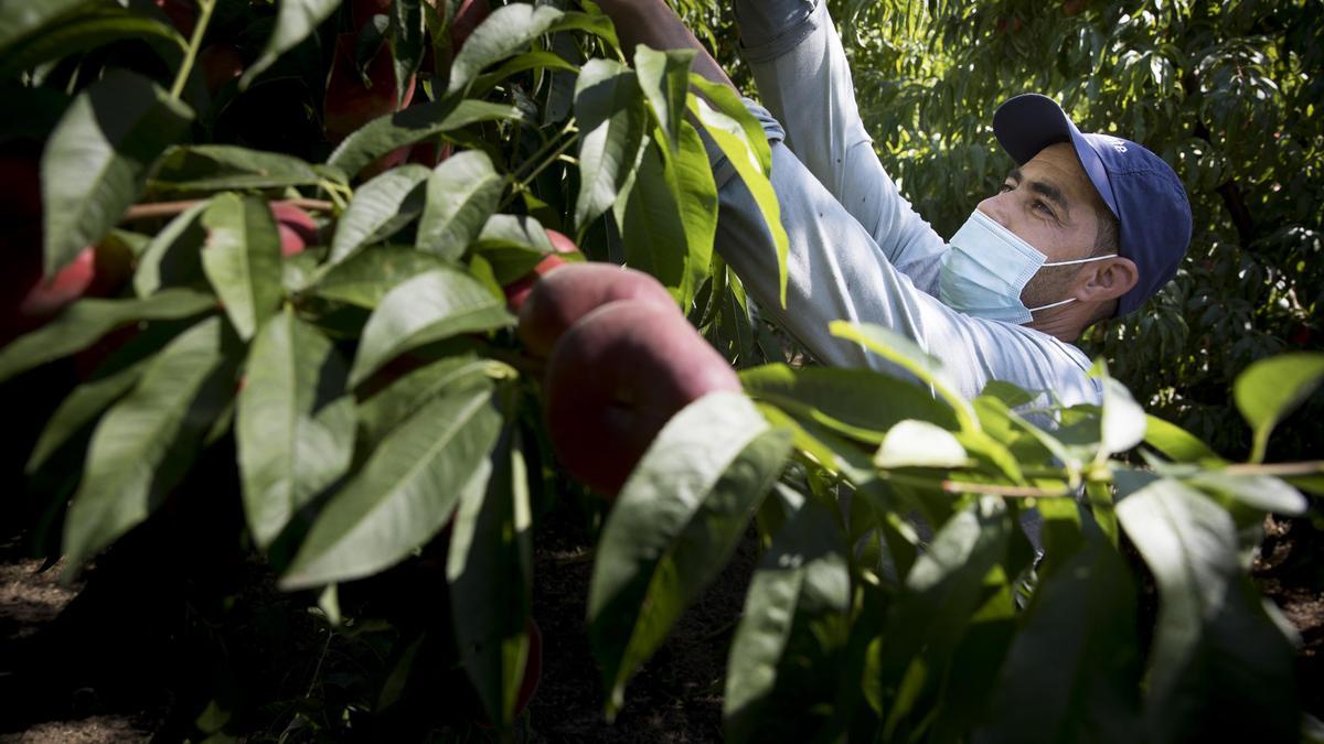 Un trabajador recoge melocotones en una finca de Aitona (Segrià) durante la campaña de la fruta en verano.