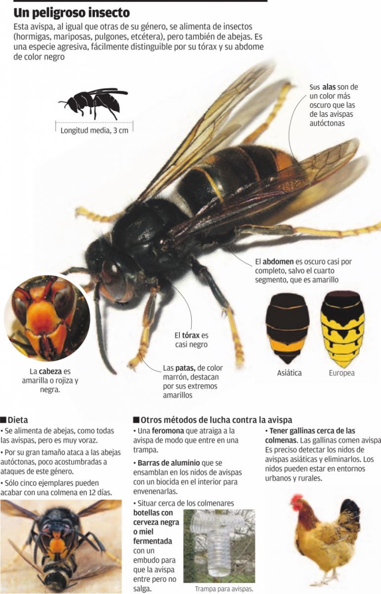 Avispa velutina y asesina en Valencia, Alicante y Castellón: detectan el  primer ejemplar, Detectan el primer ejemplar de avispa asiática en la  Comunitat Valenciana
