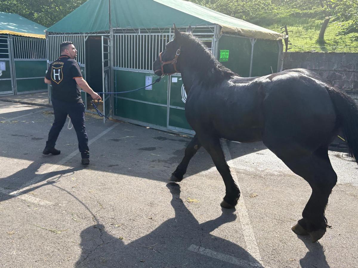 El ganadero leonés Pablo Prieto con uno de sus caballos antes de entrar a pista en el concurso morfológico Laviana Ecuestre