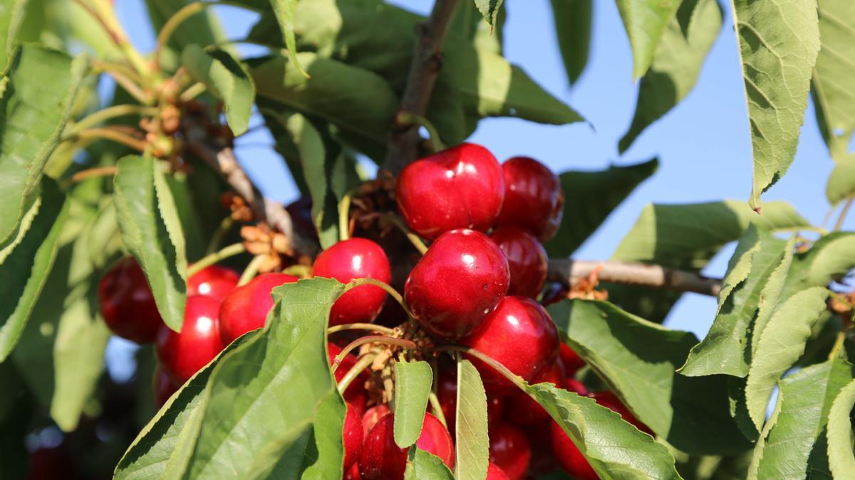 Cerezas de la Montaña de Alicante