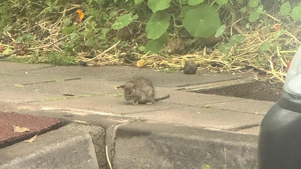 Una rata en el municipio de La Orotava